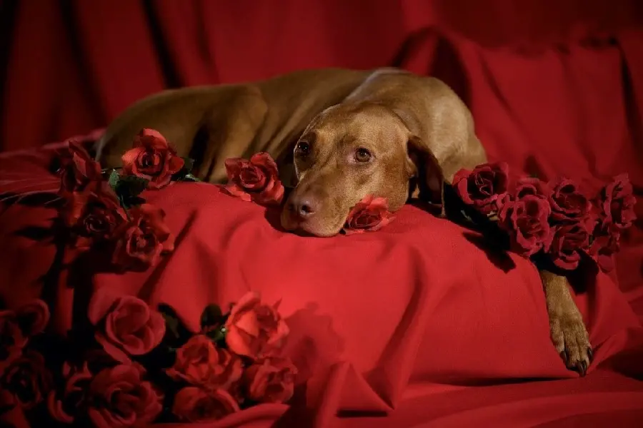 Dog background with a red background and a Valentine's design
