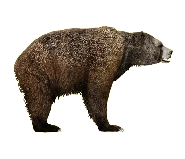 Brown Bear Wallpaper for Design in PNG Format