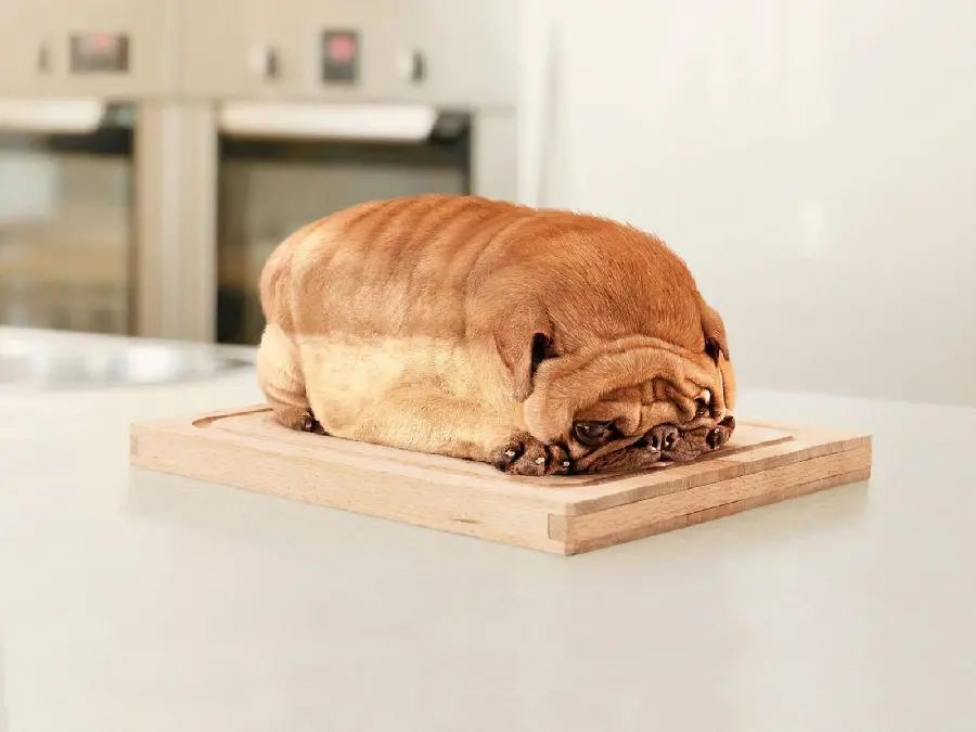 Free funny dog ​​wallpaper in high quality file