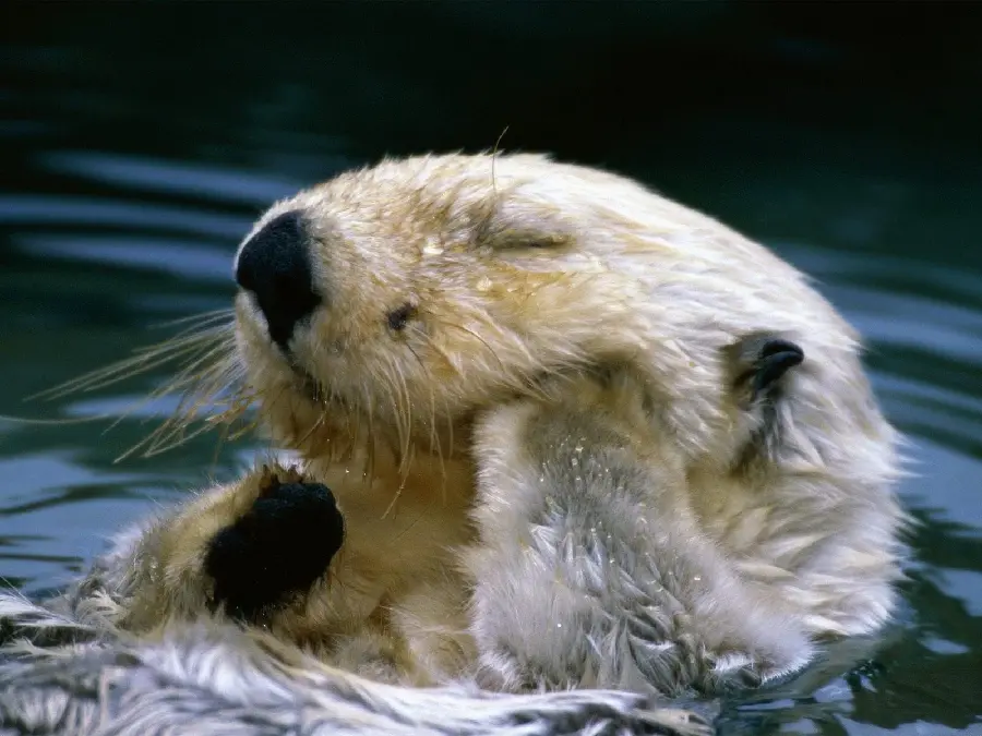 Sea Otter HD Stock Photo for Wall Poster Printing