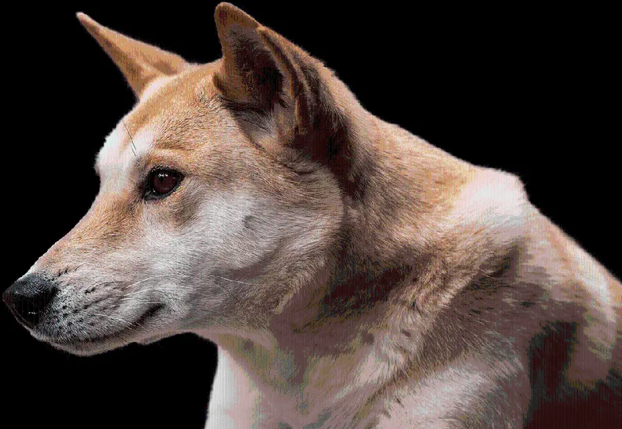 Real Dingo Dog PNG File for Profile