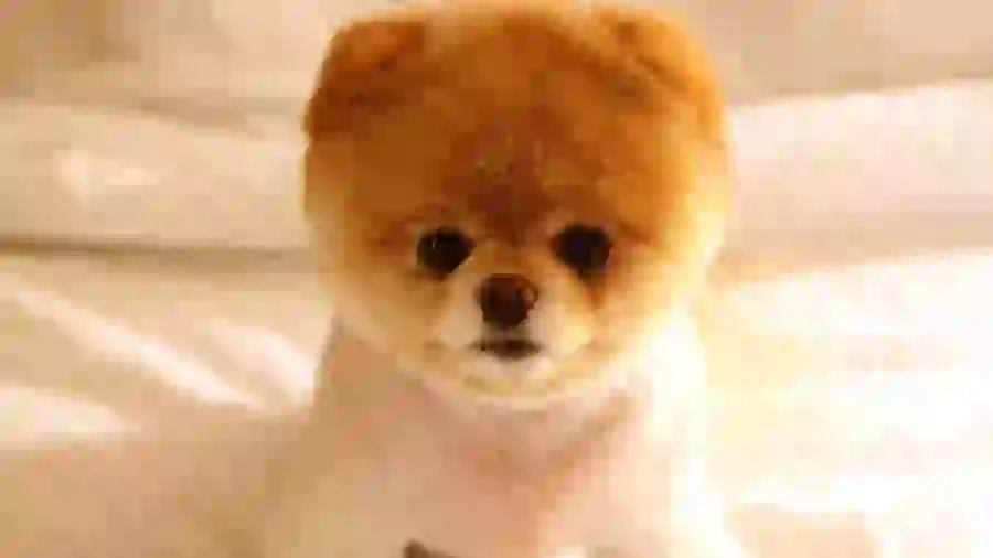 Pomeranian puppy profile picture for animal lovers