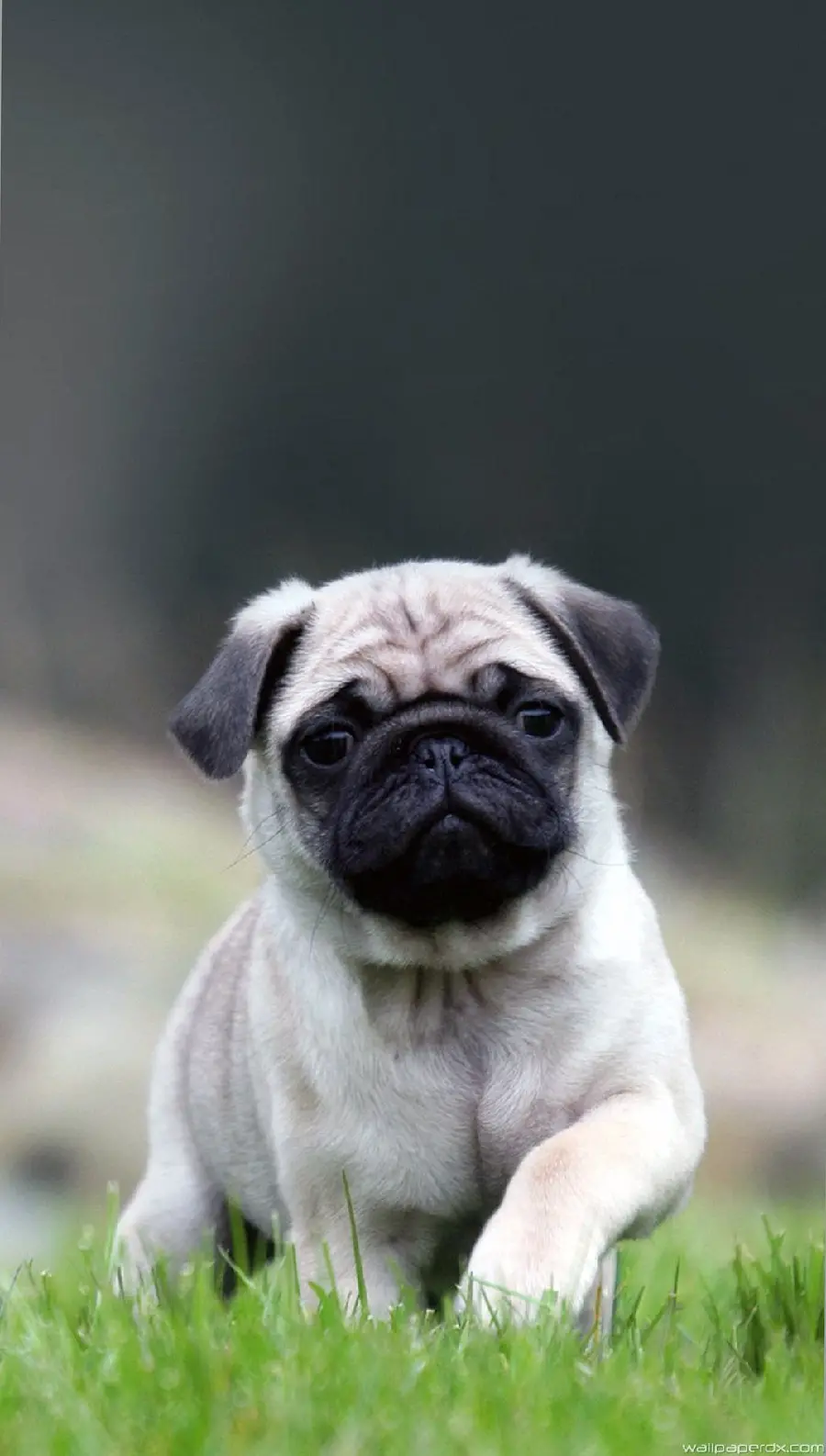 High quality stock photo of pug dog for WhatsApp chat page