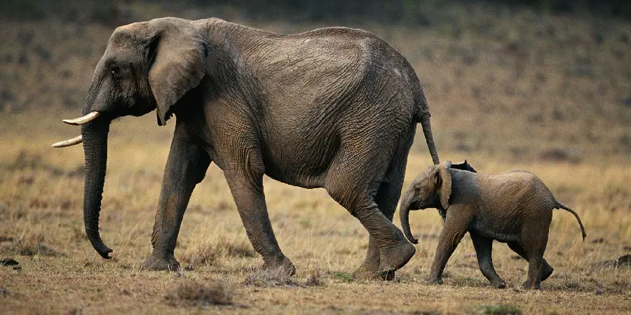 Download stock photo of a little baby elephant with his family in the grasslands