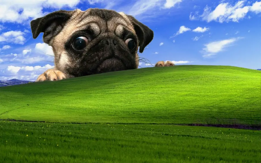 Excellent and professional Photoshop wallpaper of a pug dog with high resolution