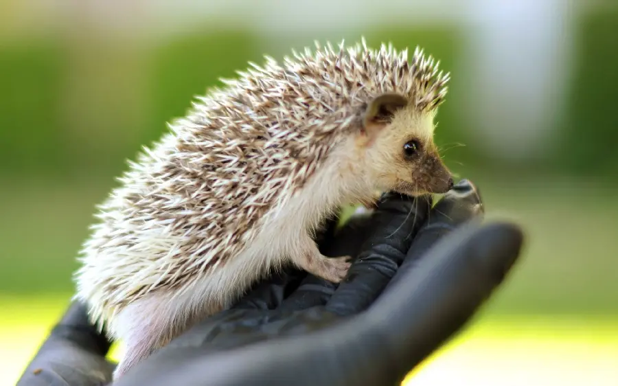 Download free and high-quality wallpapers of baby hedgehogs