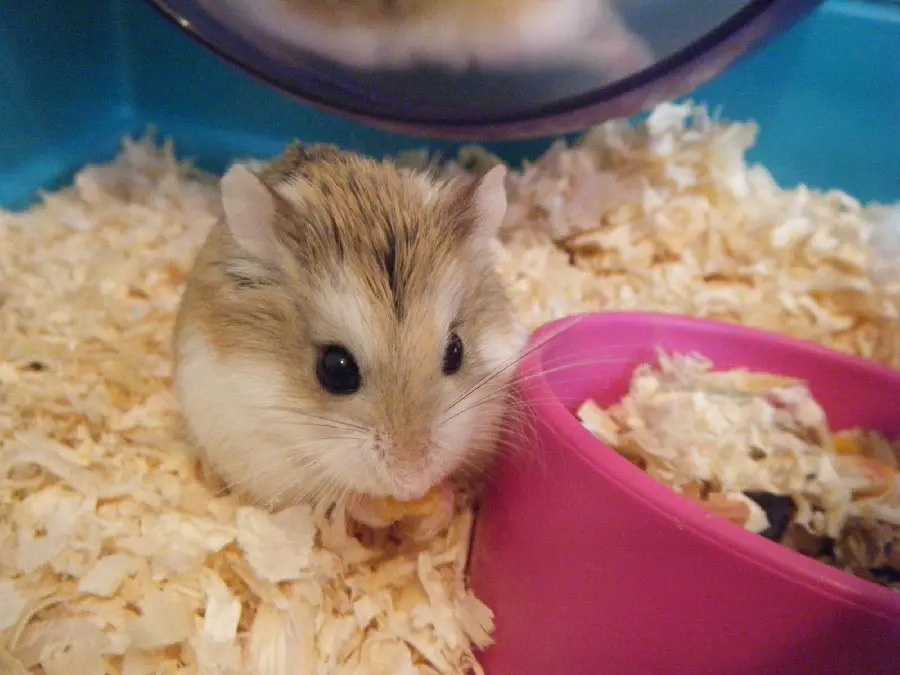 Photo of a hamster suitable for an article