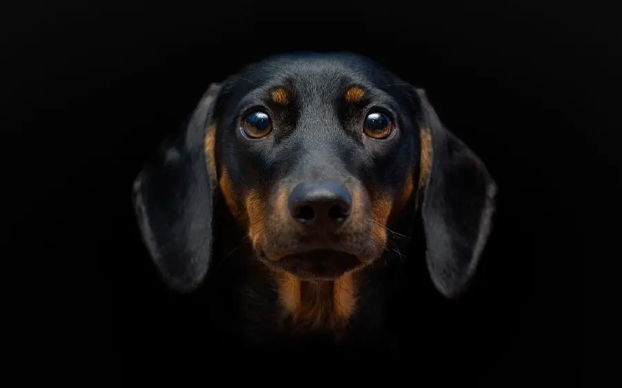 High-quality image of a black dog for profile and background