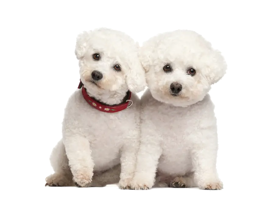 Real dog background with the most used PNG format