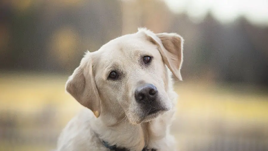 High Quality Profile Photo of Labrador Retriever with Flow Background