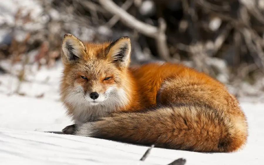 Amazing and stunning Arctic Fox background