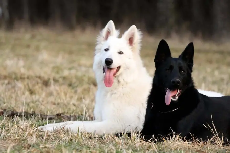 Attractive background image of white German Shepherd together with its black type