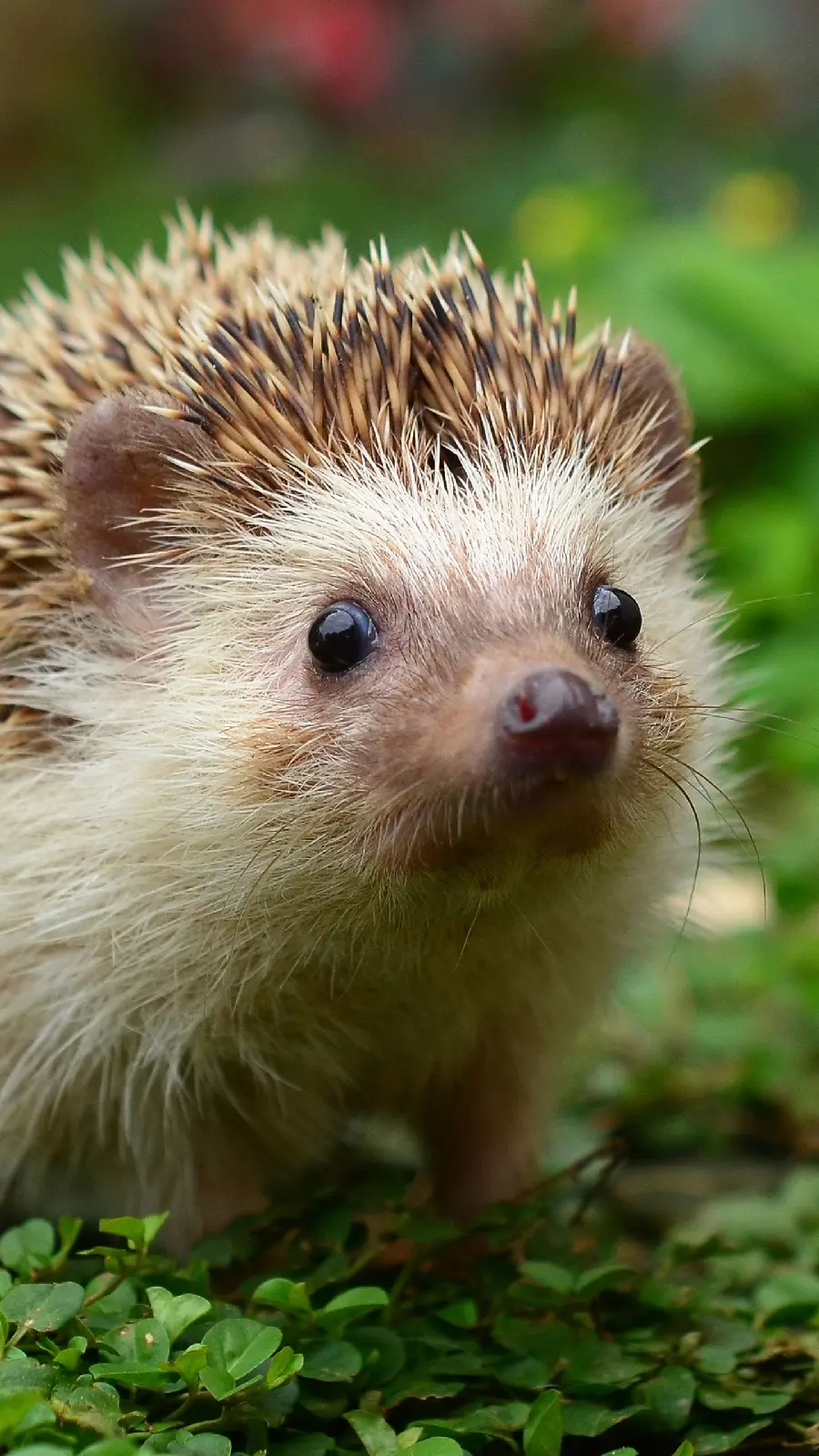 Awesome Background of Baby Hedgehog for Android Phone Background