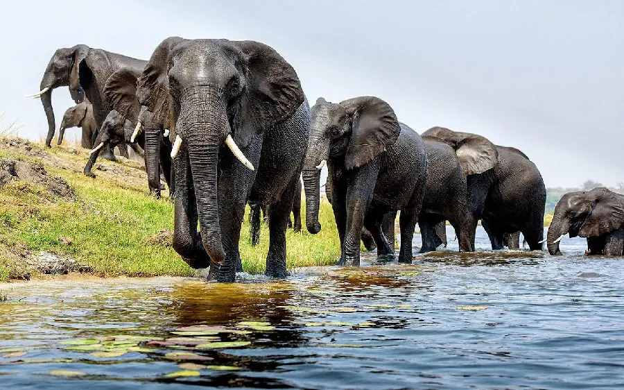 Download a photo of a mass migration of elephants along a river and grasslands