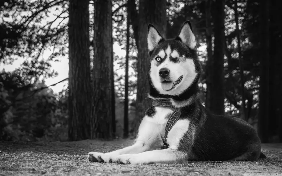 Black and White Theme Background with Super Quality of Husky