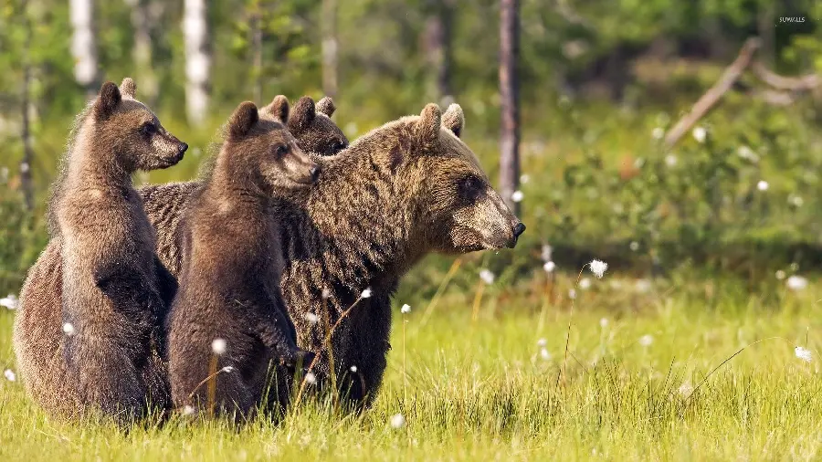 Cool and high-quality stock image of real bear cubs