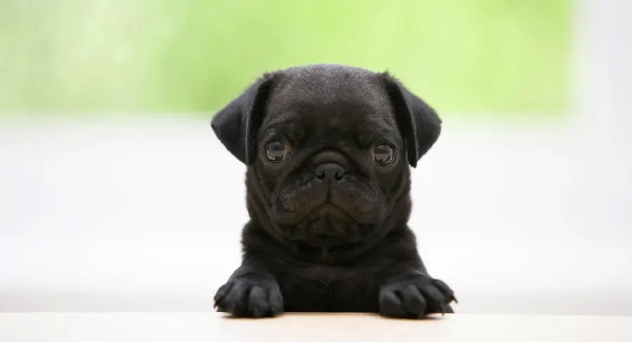 High quality pug dog wallpaper for printing