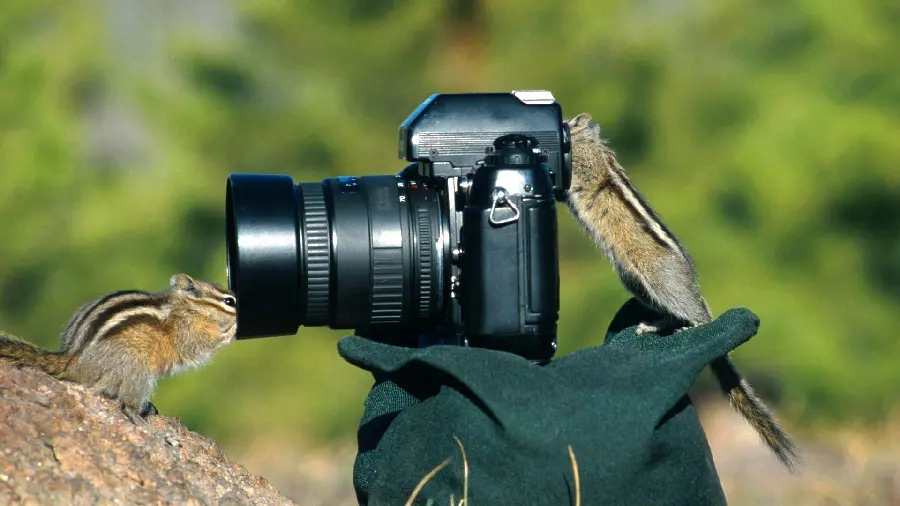 Close-up photo of professional cameras for profile