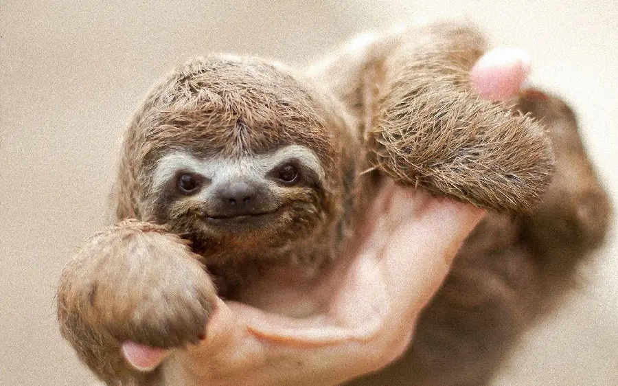 Amazing Baby Sloth Wallpaper
