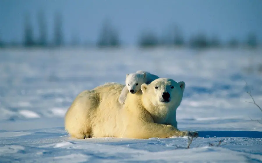 The most attractive background image of a polar bear cub and its mother resting