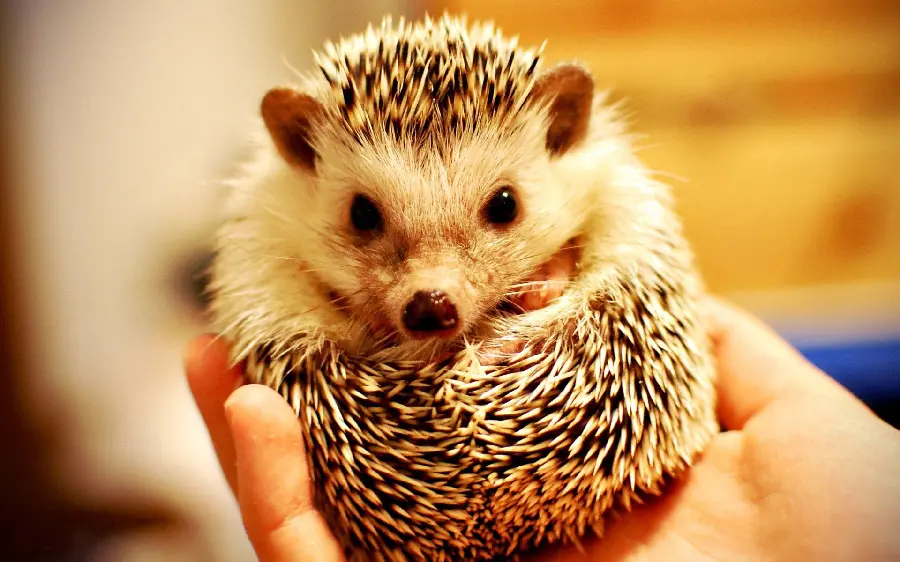 A charming and spectacular photo of a baby Hedgehog with excellent quality 