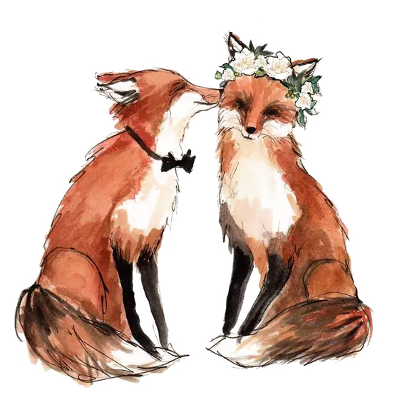 Romantic profile photo of a couple of foxes in love PNG