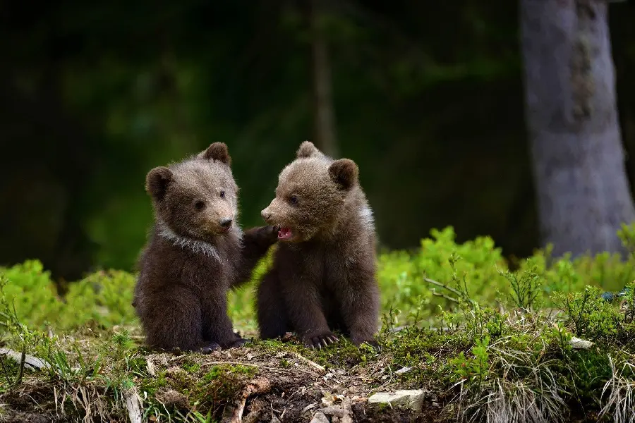 Two cute bear cubs background for digital pages