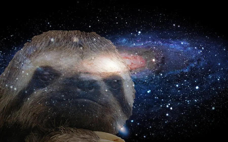 Awesome Sloth Wallpaper Lazy with professional Photoshop
