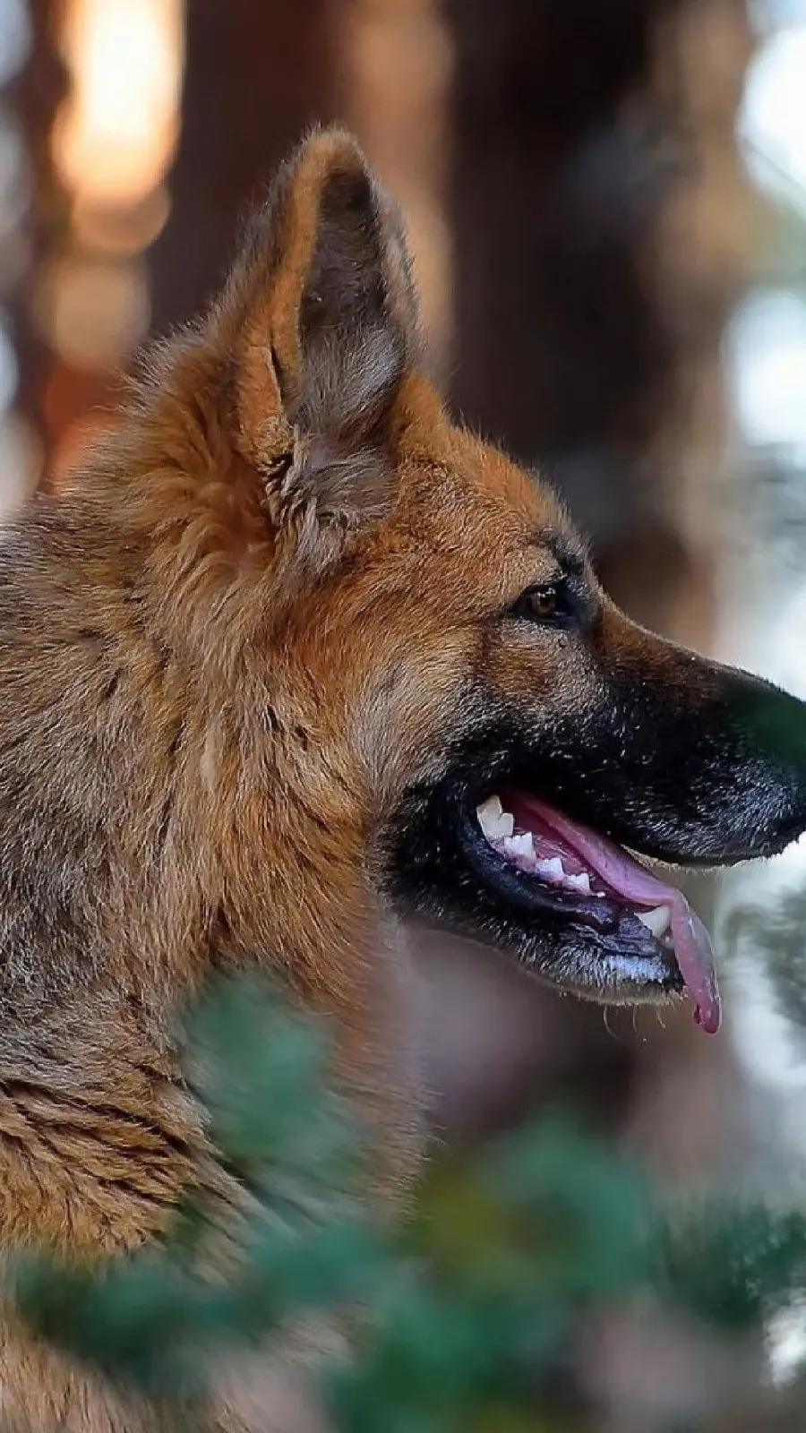 Profile wallpaperCool German Shepherd Dog for iPhone 