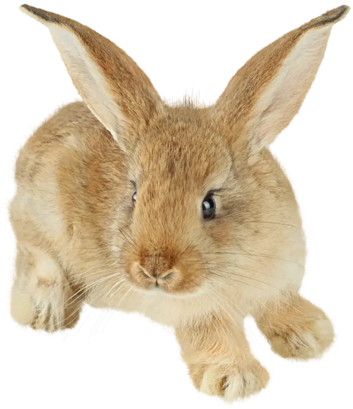Real Rabbit Cute Background PNG Teleported Image