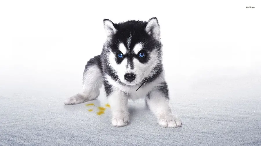 Stock Husky Photo for Desktop Background and Laptop 