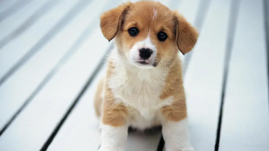 Pembroke Welsh Corgi Puppy Stock Photo for Print in Store