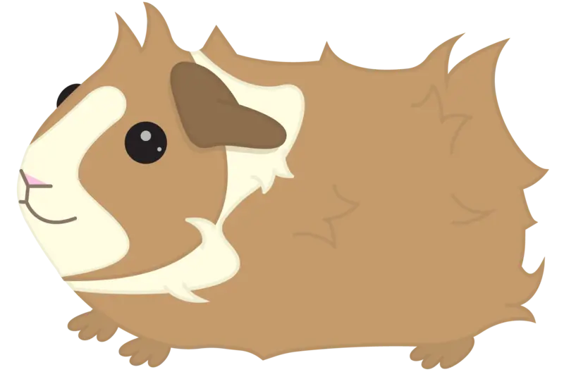High-quality photo of a guinea pig for a profile in PNG format