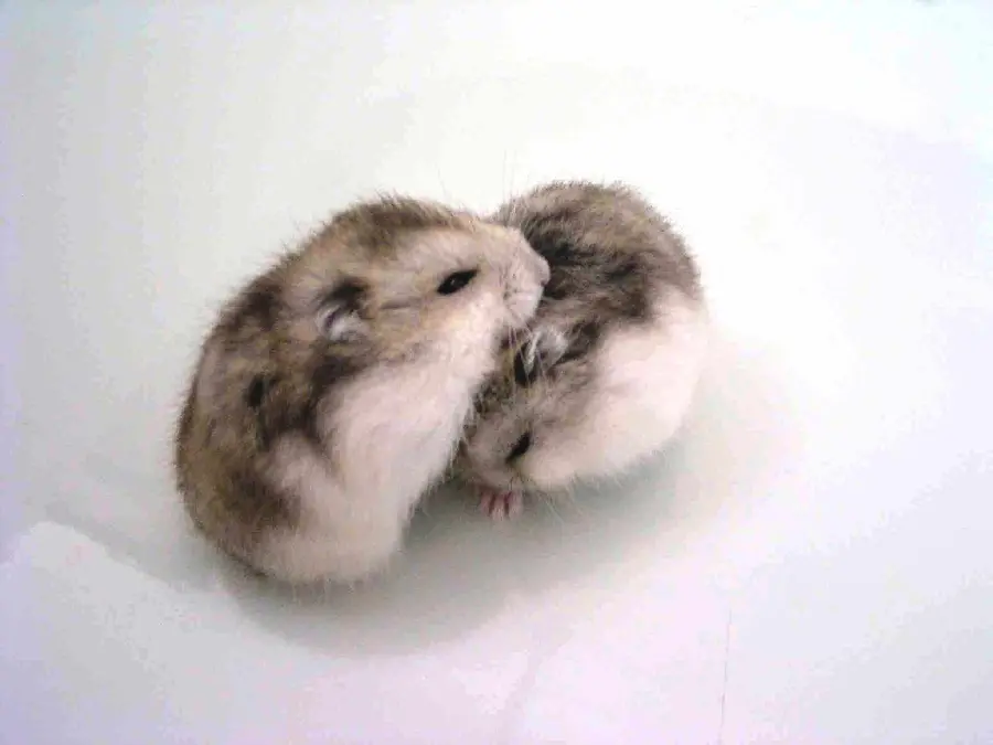 Picture of two little furry hamsters