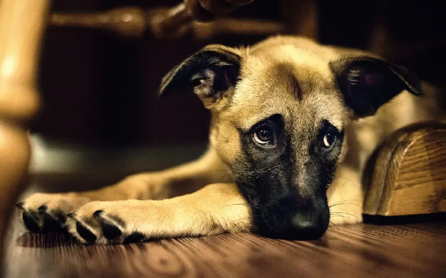 Belgian Shepherd Dog Wallpaper for Monitor and Desktop in 4K Quality