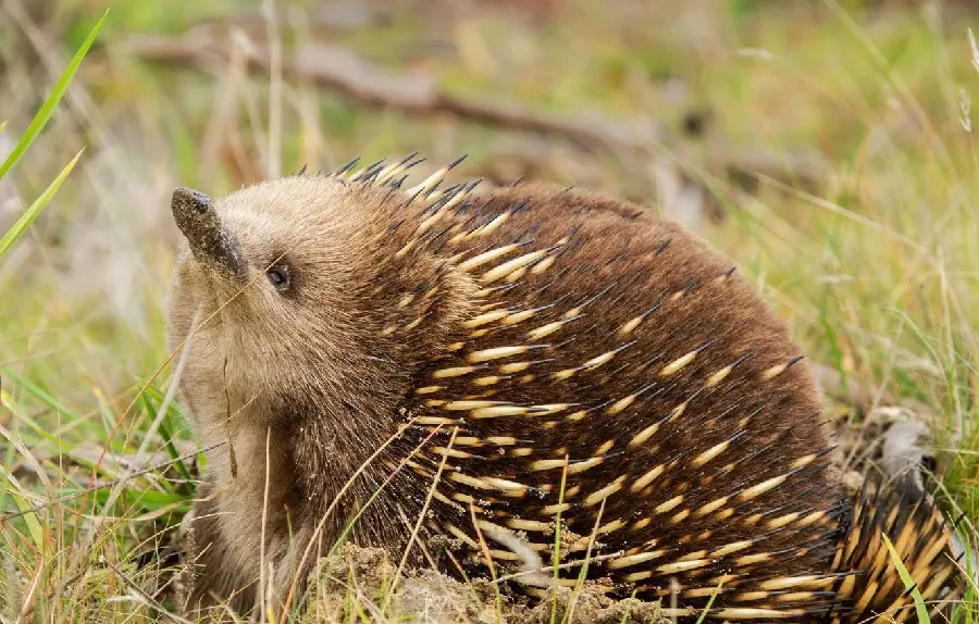 Anteater or Spiny Anteater or Echidna
