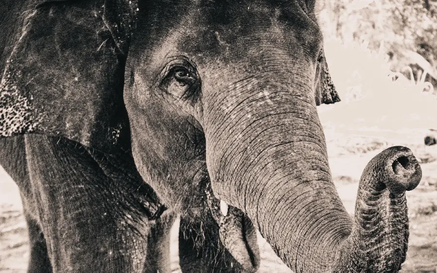 Download mobile backgrounds and wallpapers of beautiful large elephants for nature lovers