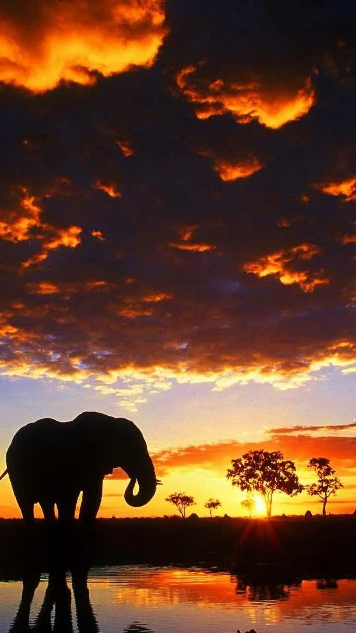 Mobile background different from beautiful nature and walking elephant