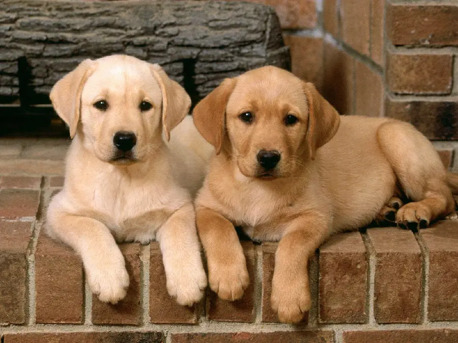 Labrador Retriever Wallpaper for Computer and Desktop