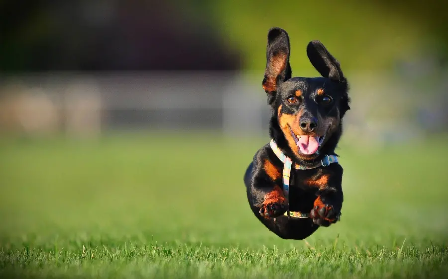 WallpaperFor desktop of a cute dog running