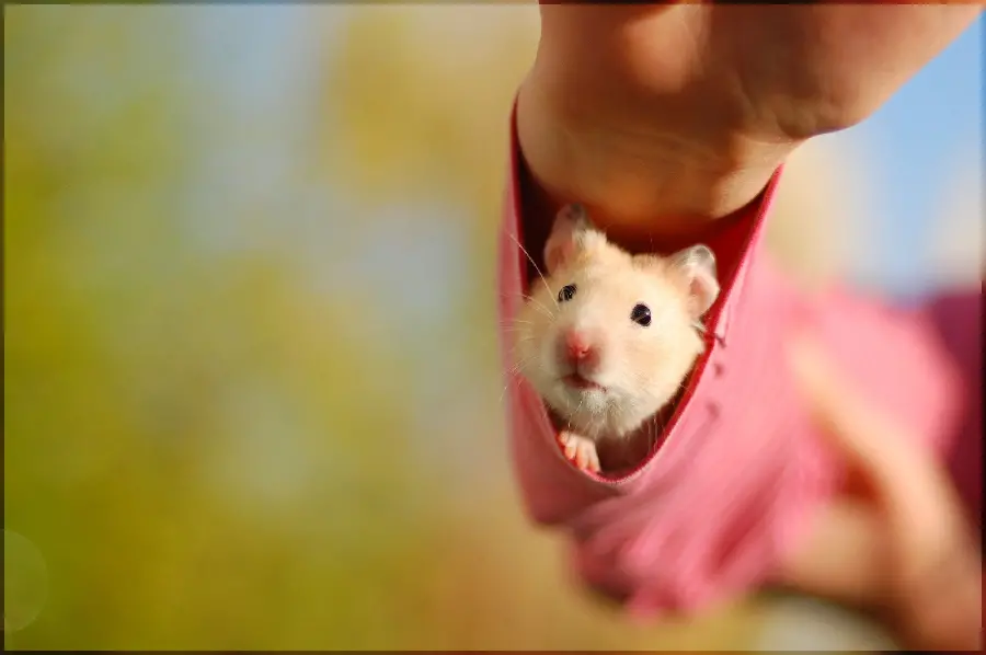Profile of a hamster hiding in a sleeve