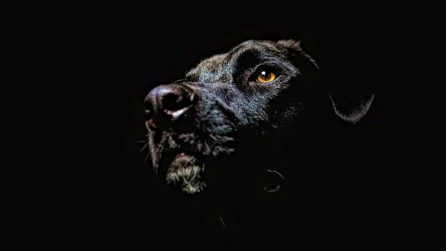 Very cool profile photo of a black dog on a black background for desktop