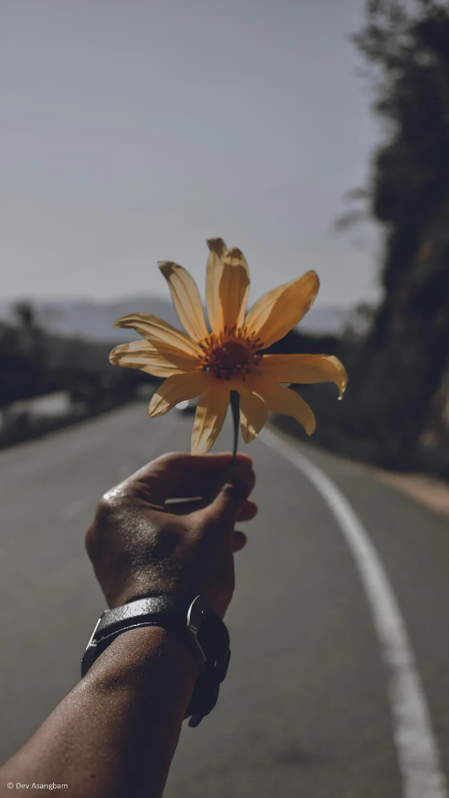 Stock photo of a hand holding a yellow flower on the road, real and for profile