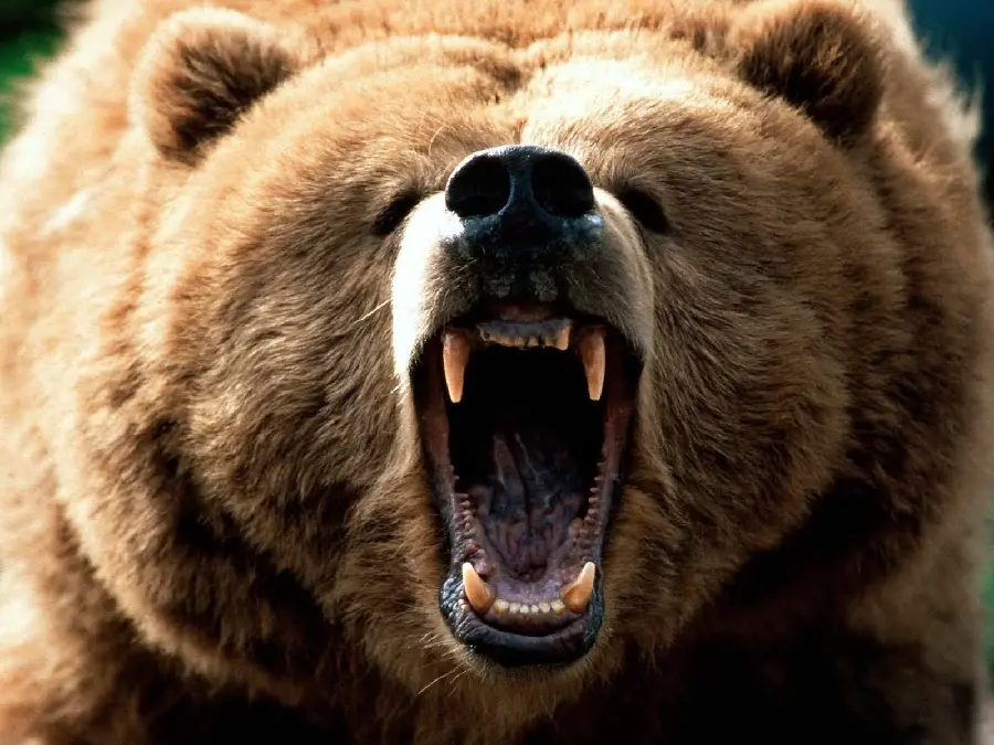 Wild Grizzly Bear HD Wallpaper