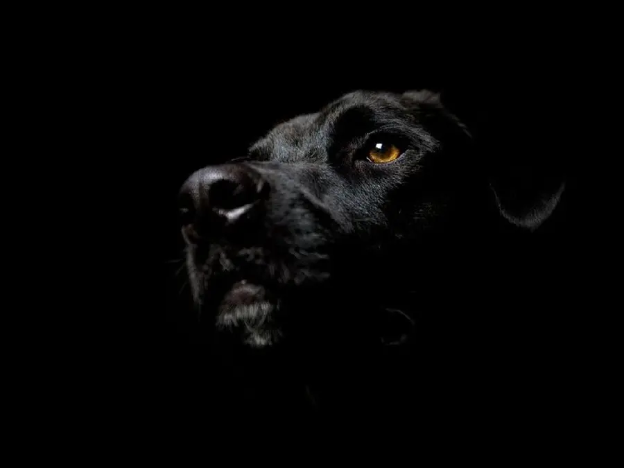 Black Labrador Retriever High Quality Desktop Image