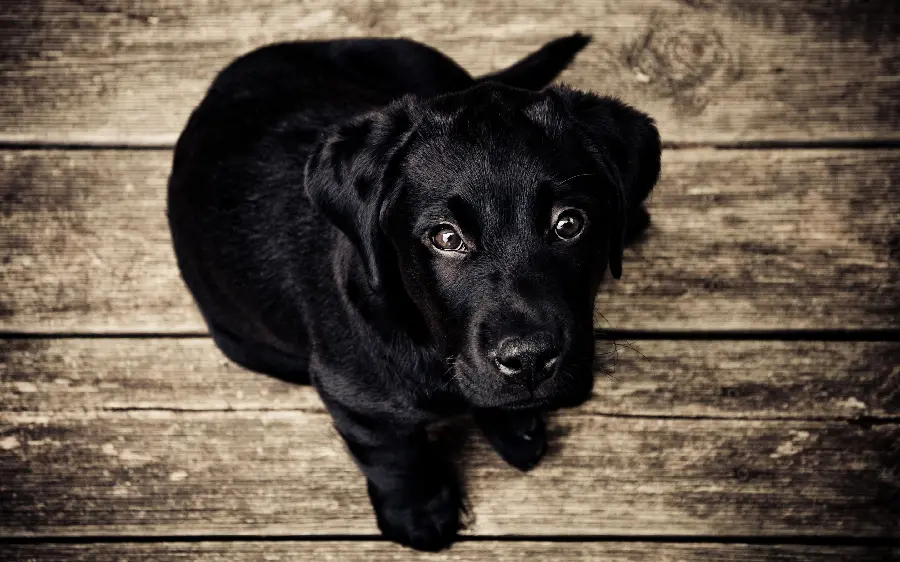Download Black Labrador Retriever Stock Photo with Wooden Background