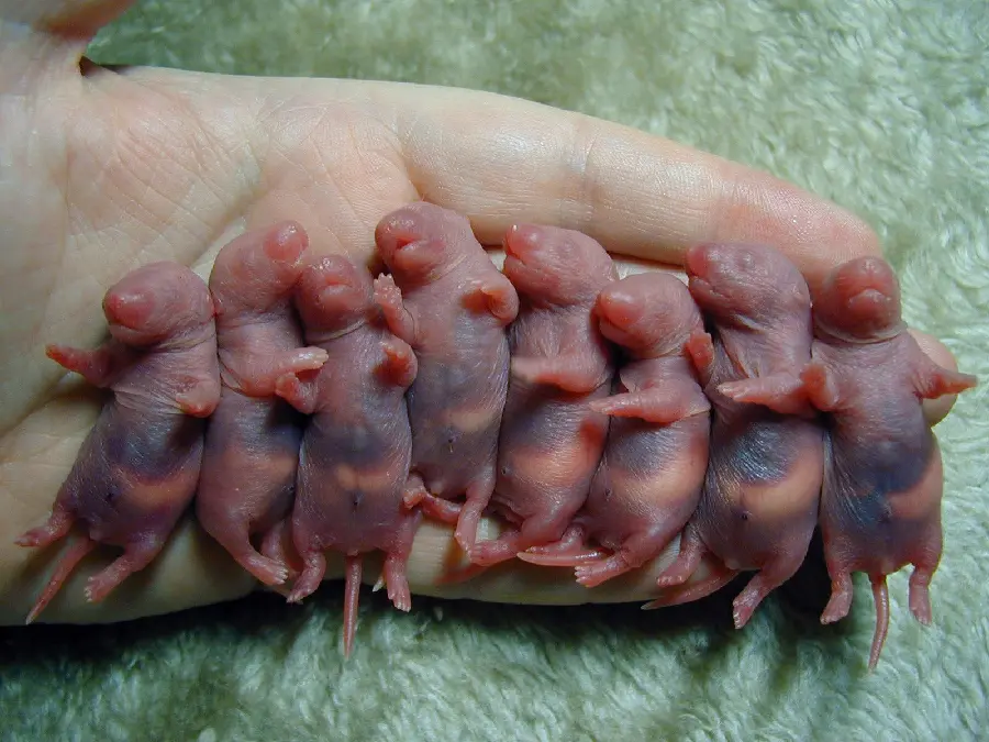 A stock photo of some newborn baby mice with high quality