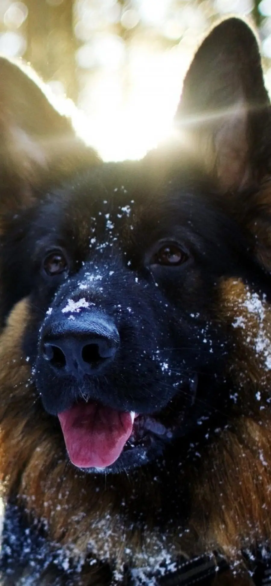 Background iPhone of the German Shepherd with a background of burning sunlight