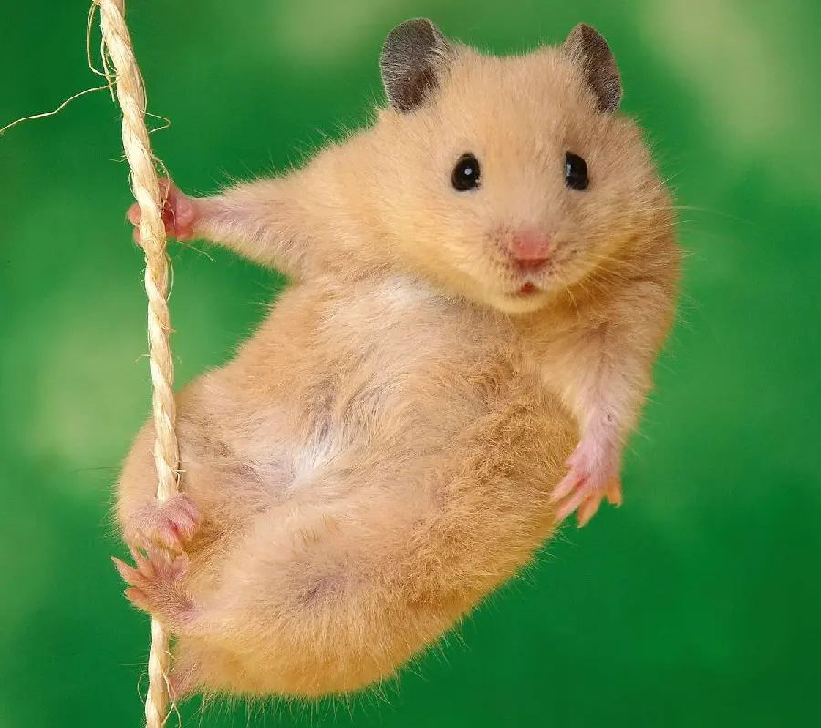 Beautiful and energetic hamster
