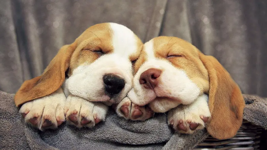 Lovely 4K quality wallpaper of the Beagle dog